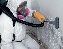 Best Black Mold Removal  in New Brighton, PA